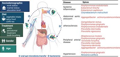 The oral microbiota and cardiometabolic health: A comprehensive review and emerging insights